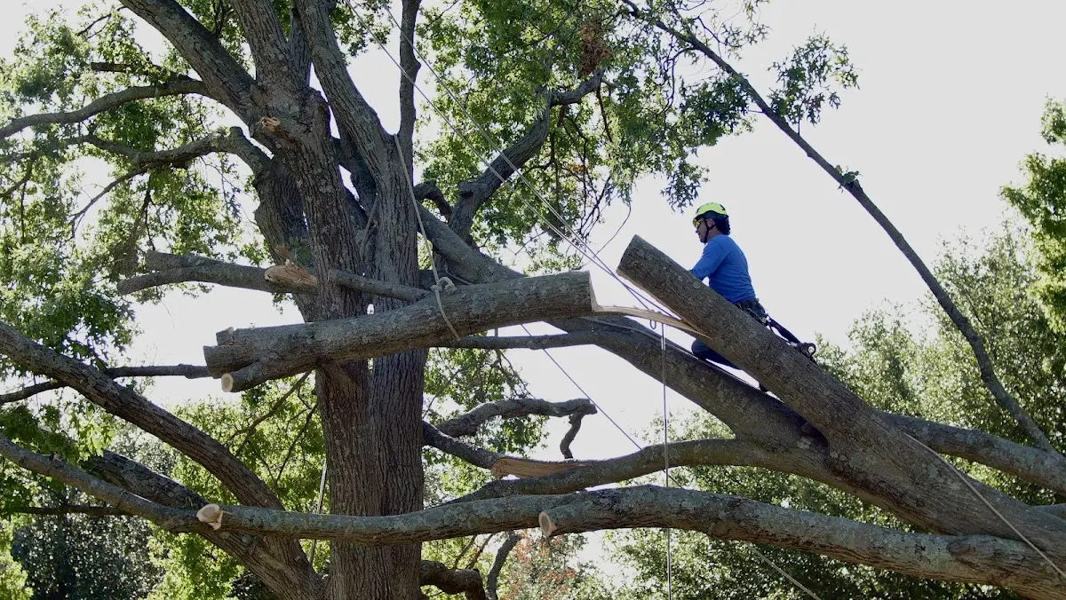 Professional Crown Thinning performed by certified arborists in Morrow